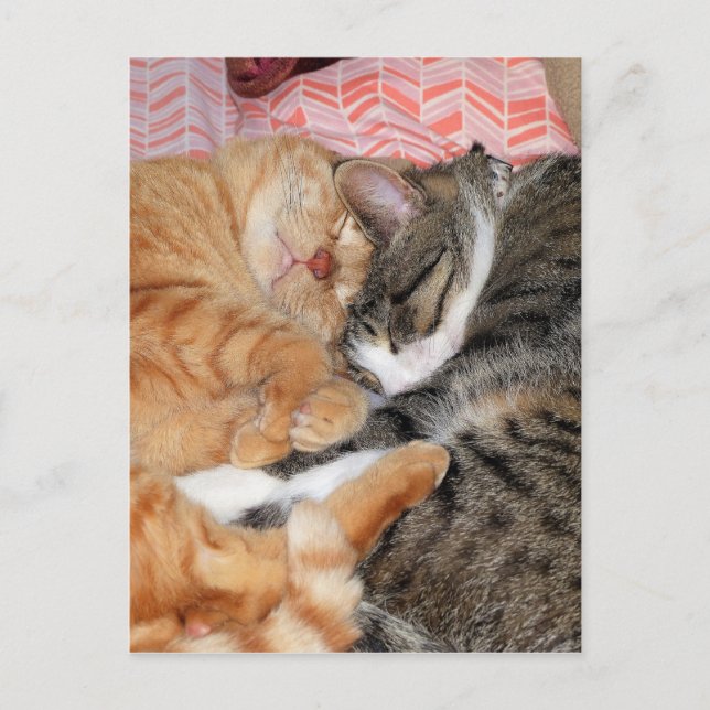 Postal Nap Buddies (Anverso)