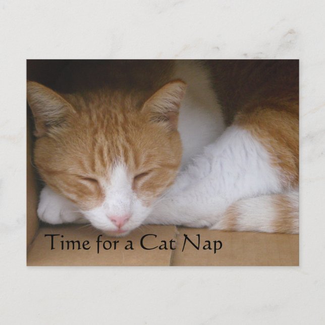 Postal Nap Cat (Anverso)