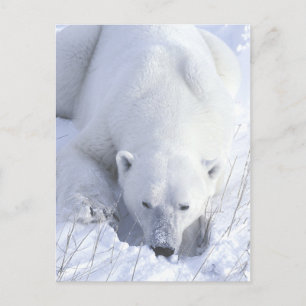 Postal Nap de oso polar