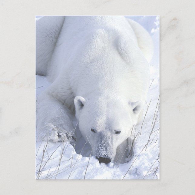Postal Nap de oso polar (Anverso)