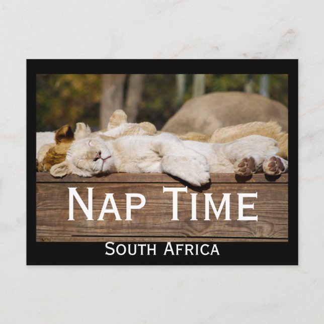 Postal Nap Time Lion Cubs Sudáfrica (Anverso)