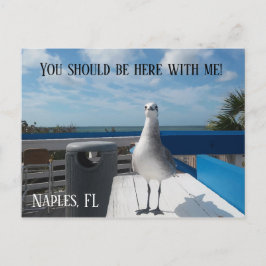 Postal NAPLES, FL Cute Seagull Print Beach