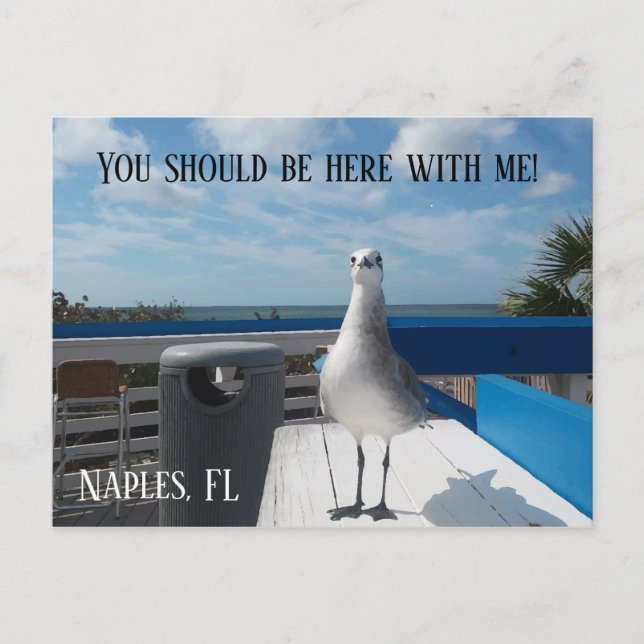 Postal NAPLES, FL Cute Seagull Print Beach (Anverso)