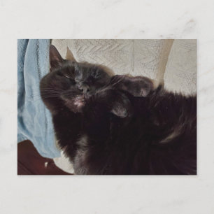 Postal Napping Black Cat