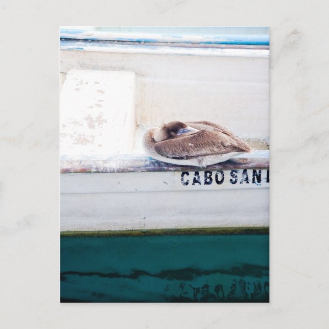 Postal Napping Pelican (Anverso)