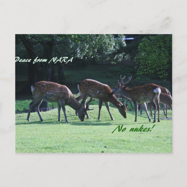 Postal Nara IMG_1699 (Anverso)