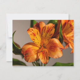Postal Naranja Alstroemeria Lily