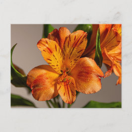 Postal Naranja Alstroemeria Lily