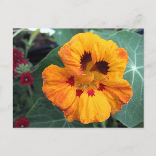 Postal Naranja amarillo intenso Nasturtium (Anverso)