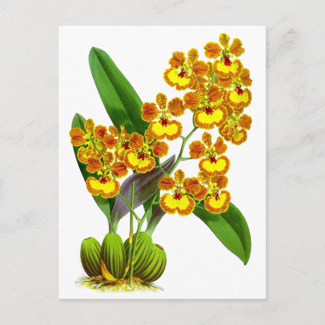 Postal Naranja amarillo vintage Flor orquídea (Anverso)