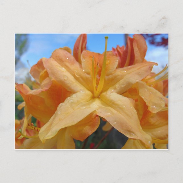 Postal Naranja Azaleas (Anverso)
