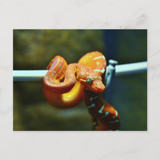 Postal Naranja Ball Python