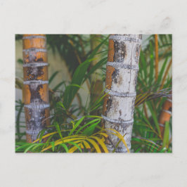 Postal Naranja Bamboo