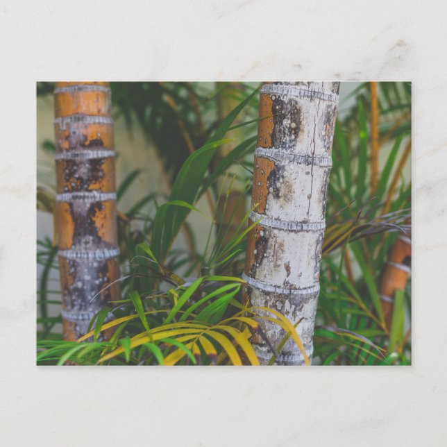 Postal Naranja Bamboo (Anverso)