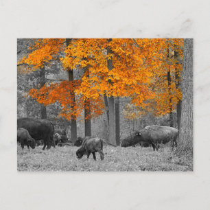 Postal Naranja Bison