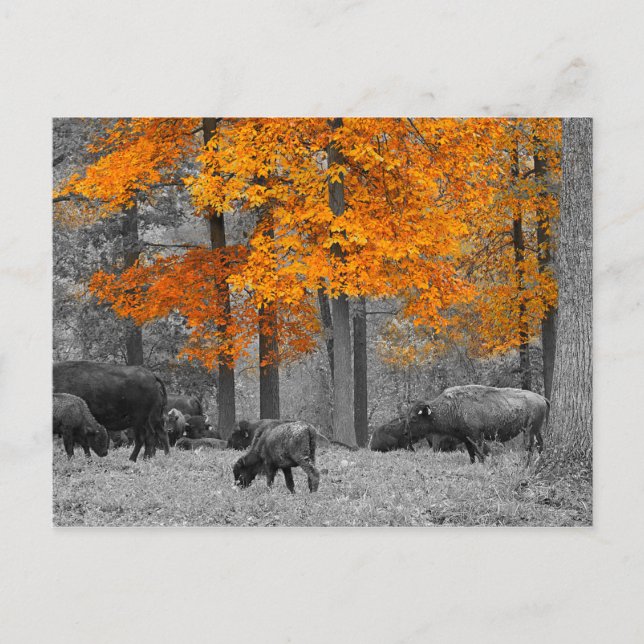 Postal Naranja Bison (Anverso)