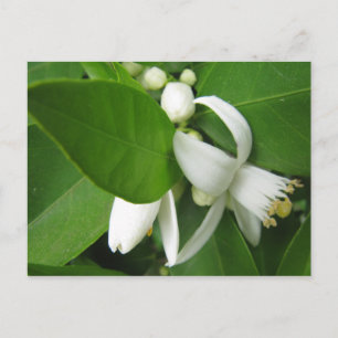 Postal Naranja Blossom
