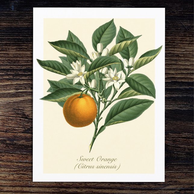 Postal Naranja botánico Vintage Hojas de flores (Subido por el creador)