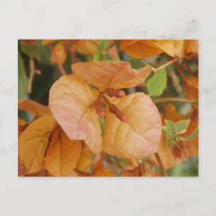 Postal Naranja Bourgonvillia Postcard