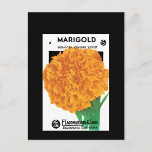 Postal Naranja brillante Marigold