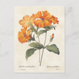 Postal Naranja Campion Vintage Ilustracion Botánico