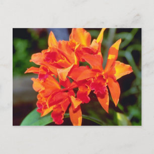 Postal Naranja Cattleya