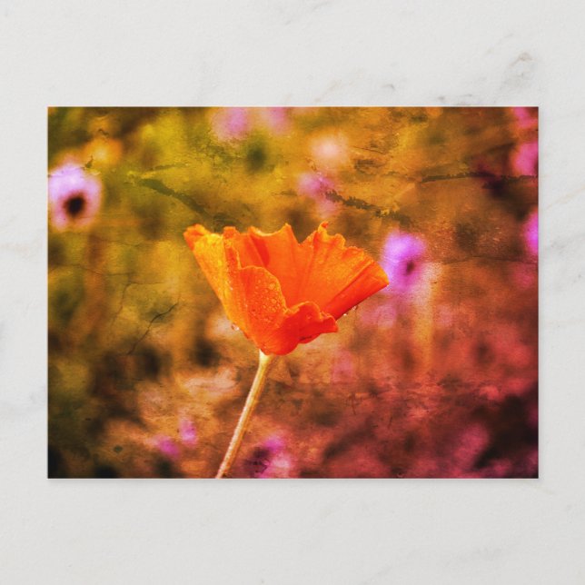 Postal Naranja chiffon amapola y pared (Anverso)