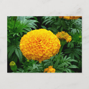 Postal Naranja Chrysanthemum