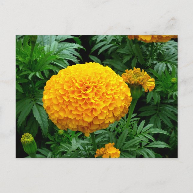 Postal Naranja Chrysanthemum (Anverso)