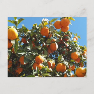 Postal naranja, cítrico, fruta, fresco, rebanada, comida,
