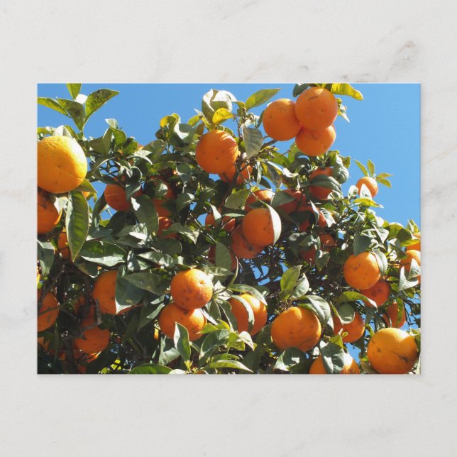 Postal naranja, cítrico, fruta, fresco, rebanada, comida, (Anverso)