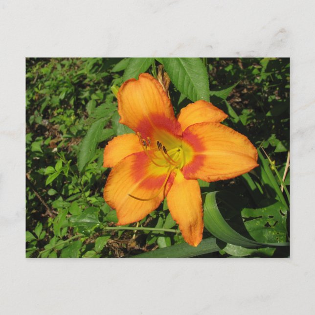 Postal Naranja Crush Daylily (Anverso)