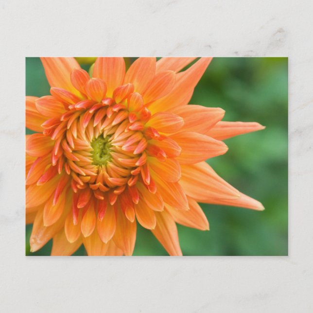 Postal Naranja Dahlia (Anverso)
