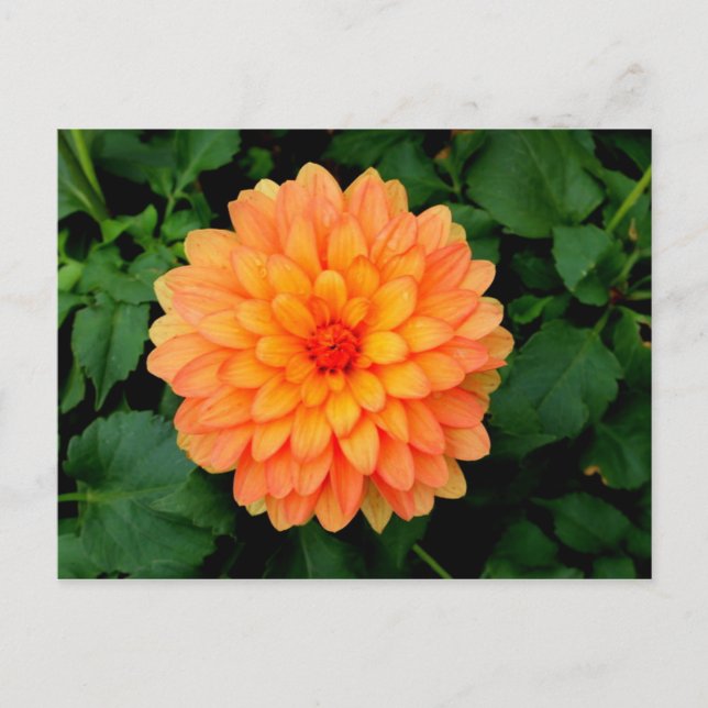 Postal Naranja Dahlia - Flor y Jardín (Anverso)