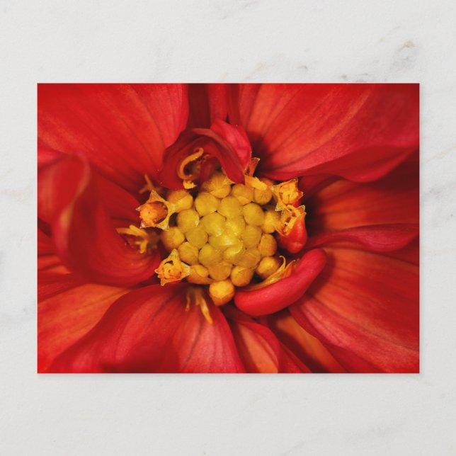 Postal Naranja Dahlia Flower (Anverso)