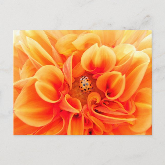 Postal Naranja Dahlia y Ladybug (Anverso)