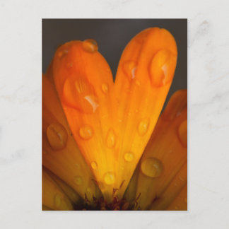 Postal Naranja Daisy Petal Heart with Water Droplets Phot