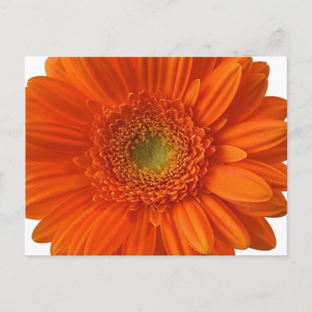 Postal Naranja Daisy Postcard (Anverso)