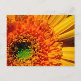 Postal Naranja Daisy Postcard