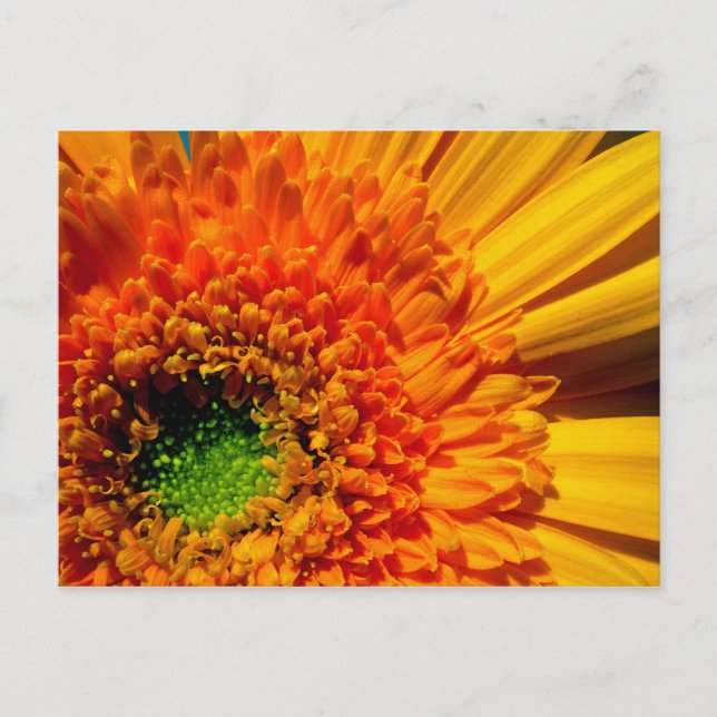 Postal Naranja Daisy Postcard (Anverso)