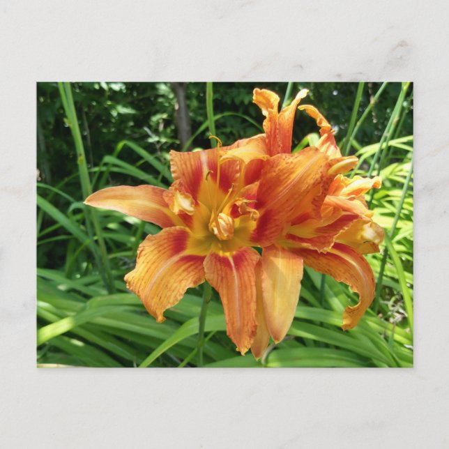 Postal Naranja Daylily Flores horizontales (Anverso)