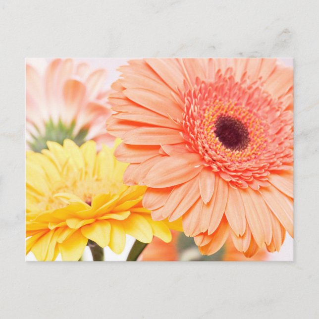 Postal Naranja De Engranajes Florales Y Daisies De Gerber (Anverso)