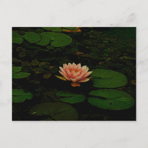 Postal Naranja de flores Lotus Green Floral Zen