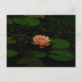 Postal Naranja de flores Lotus Green Floral Zen