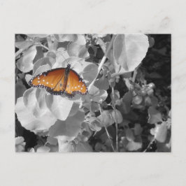 Postal Naranja de la Naturaleza Monarca Mariposa Negro y 