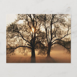 Postal naranja DE ORO DE SEPIA DE 2 ÁRBOLES