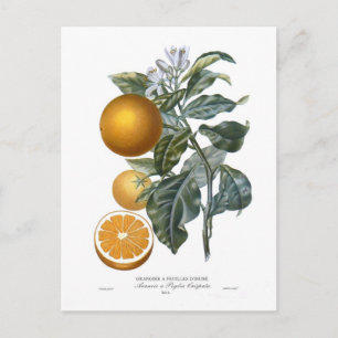 Postal Naranja de Pierre - Antoine Poiteau