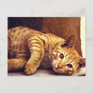 Postal Naranja de relajación Tabby Cat