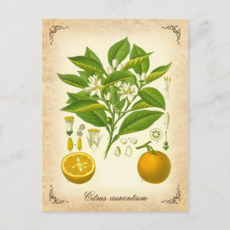 Postal Naranja de Sevilla - ilustracion vintage