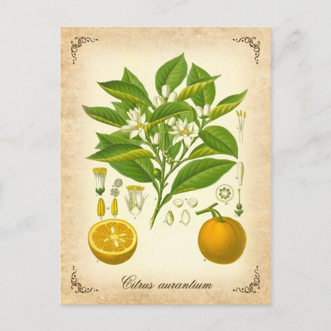 Postal Naranja de Sevilla - ilustracion vintage (Anverso)